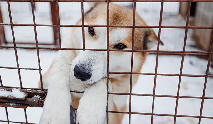 Команда Volvo Car Russia передала приюту для бездомных собак около тонны продовольствия и других товаров